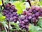 sell grape seed pe